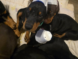 , דוברמן פינצ'ר לאימוץ ואימוץ בית ((כתובת דוא"ל......experttdocx@gmail.com))