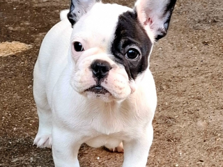 , Francúzsky buldoček – krásne šteniatka