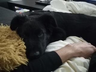 , Šteňa nemeckého ovčiaka 