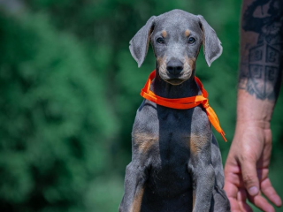 , Doberman šteniatka na predaj