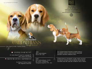 , BÍGL (BEAGLE) S PP