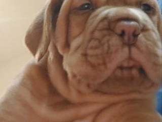 , ŠTENIATKA BORDEAUXSKÁ DOGA 