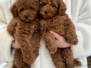 , Šteniatka toy pudla k dispozícii