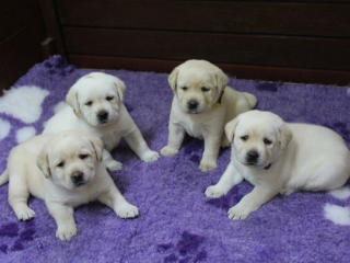 , Labrador retriever s rodokmeňom pôvodu