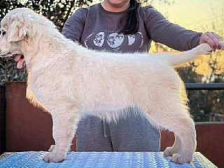 , Zlatý retríver – šteniatko