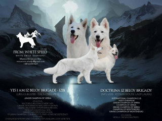 , Biely švajčiarsky ovčiak – Šteniatka