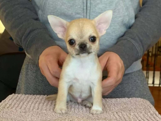 , Šálka ​​na čaj pre šteniatka čivavy