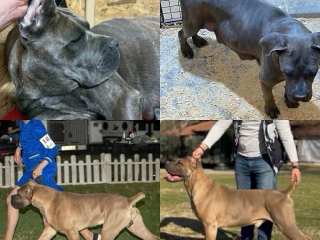 , Cane Corso šteniatka
