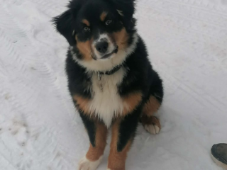 , Australsky ovčiak