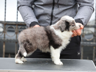 , Border kólia Šteniatka