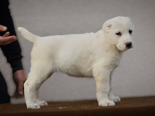 , Stredoázijský ovčiarsky pes – špičkové šteniatka