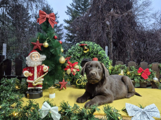 , Čokoládové šteniatka labradorského retrievera