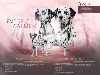 , Dalmatinsky pes s PP, dalmatinec, dalmatin