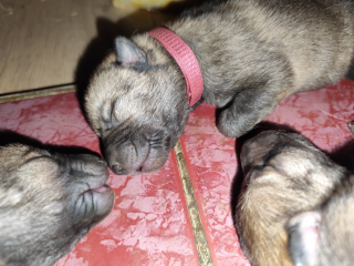 , Československý vlčiak s PP