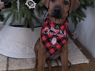 , Šteniatko Rhodesian Ridgeback 