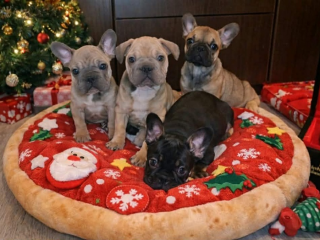 , Francúzsky buldoček – krásne šteniatka