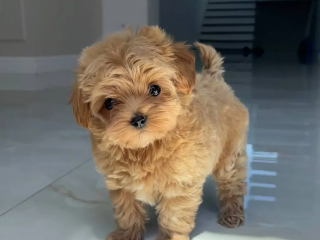 , Mini šteniatka pudlíka a psíka