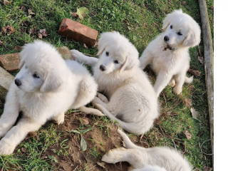 , Šteniatka slovenského čuvača s PP