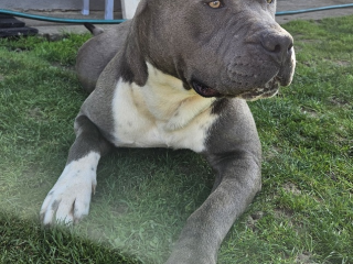 , Americký stafordšírsky teriér na krytie