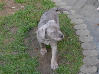 , Na predaj šteniatko – Catahoula (Louisianský leopardí pes) s PP