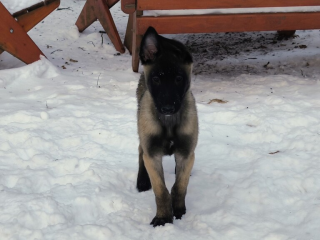 , Belgický ovčiak - Malinois