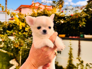 , Roztomilé a vycvičené šteniatka čivavy