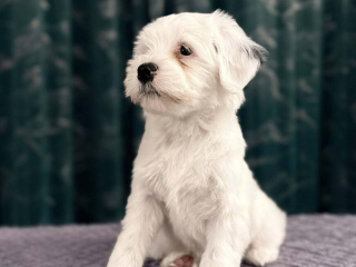 , Tibetský teriér s PP