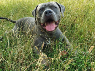 , Hľadám domov pre American bully xl ma veľmi dobrú povahu,aj s mackou je kamarát,nevie brechat,má 7 rokov je to PP pes...psíka nedam hocikomu...je to bytový pes...musí byť vo vnútri...