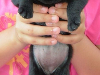 , Zdravé šteniatka mopsa