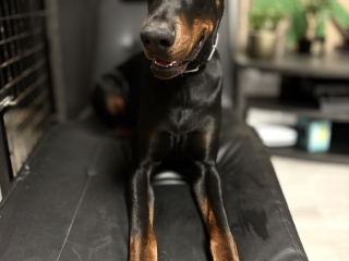 , Doberman na krytie