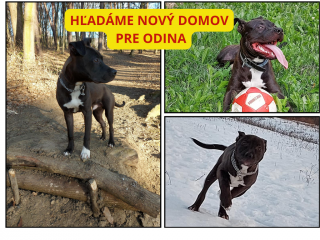 , Hľadáme domov pre nášho 5 ročného staforda z rodinných dôvodov
