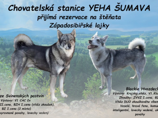 , Západosibiřská lajka