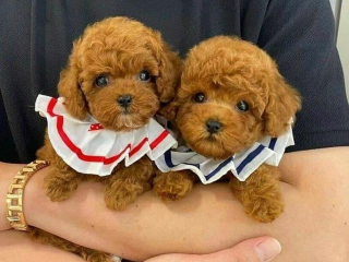 , Šteniatka toy pudla darčeka Valentína