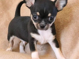 , Čivava mini psík krátkosrsty 