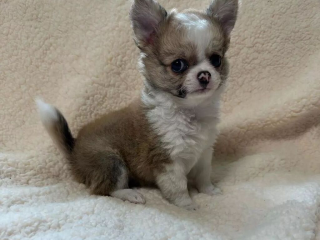 , Civava s pp FCI - psík- miniatúrnej veľkosti 