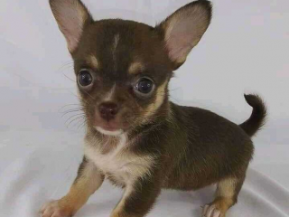 , Šteniatka mini čivavy