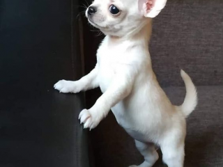 , šteniatka čivavy TEA CUP.