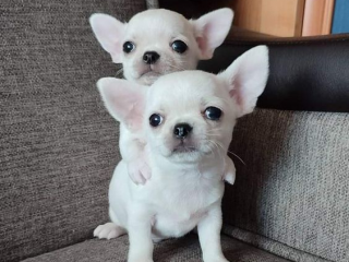 , ZDRAVÉ ŠTENIATKA MINI ČIVY NA ADOPCIU