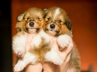 , Kólia dlhosrstá - šteniatka s PP