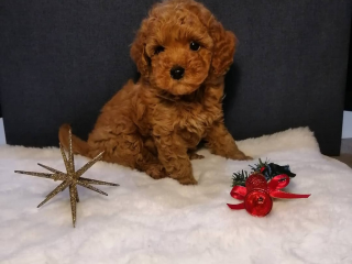 , šteniatka toy pudla