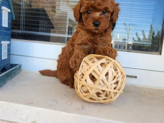 , Toy pudel Chlapček a dievča