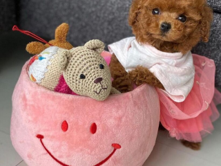 , Pudel toy/ trpaslik 