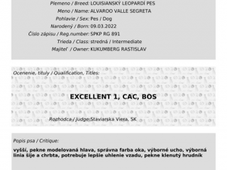 , Chovný pes / catahoula louisiana leopard dog: Alvaroo Valle Segreta 