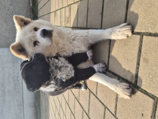 , Predám šteniatko križenca