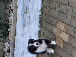 , Darujem border koliu