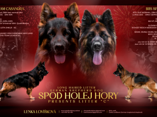 , Dlhosrstý nemecký ovčiak 