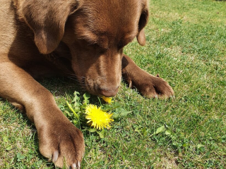, Postrážim psíka počas vašej dovolenky 