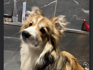 , Prosim o pomoc pri hladani Yoshiho