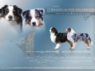 , Austrálsky ovčiak šteniatka s PP