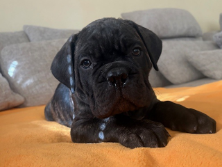 , Šteniatka Cane Corso